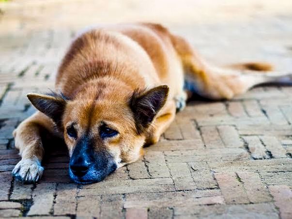 A little help for Stray Dogs Foods