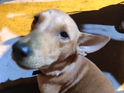 Help with Ollie's surgery
