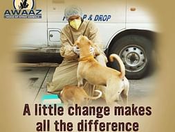 Help for stray Animals
