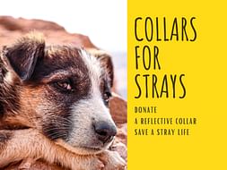 Collars for Strays
