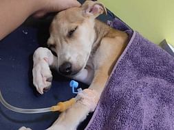 Toffie Desperately Needs A Life Saving Surgery