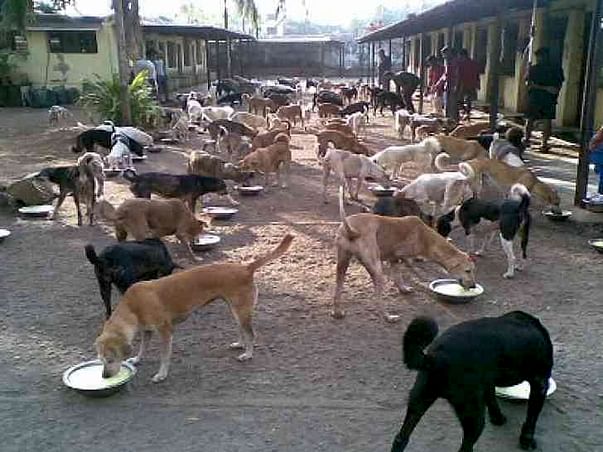 Help in the vasectomy of 10 street dogs.