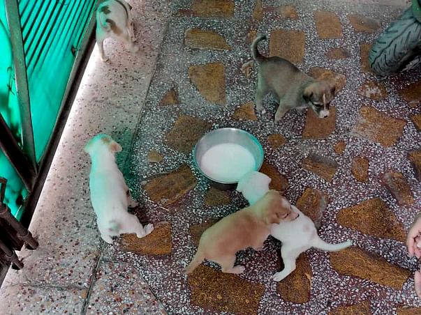 Help these poor strays for the upcoming winter.