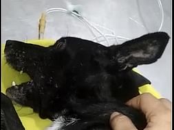 Save The Life Of These Dogs