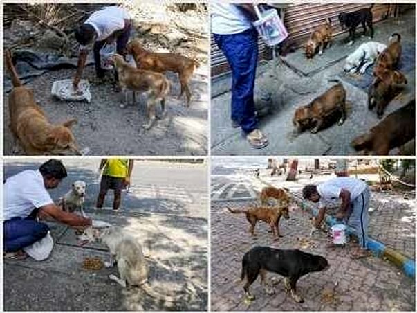 Help Feed Stray Dogs