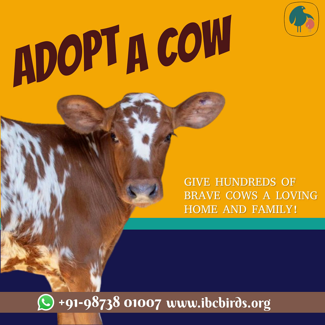 ADOPT A COW