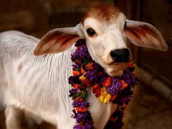 Help the helpless stray cows