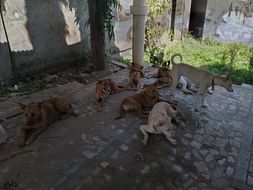 Help me saving my stray dogs shelter home of 40 dogs