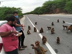 For Help Street Animal