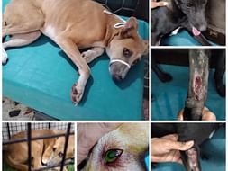 Help Jeevdaya meet their medical and food expenses for november month