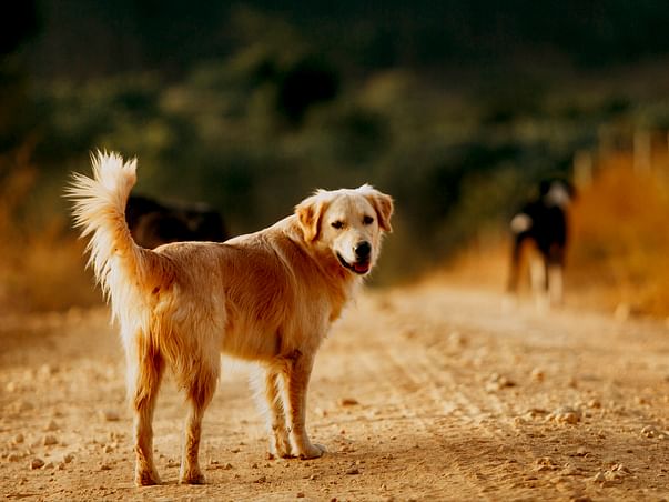 Action for Animals