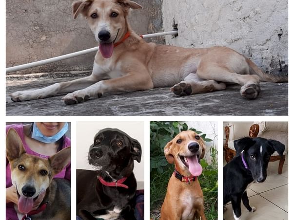 Help 10 Rescued Dogs Fly Home