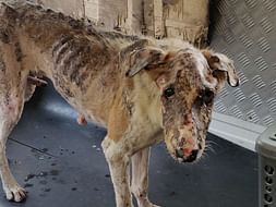 Donate For MANOJ To Give Him New Healthy Life