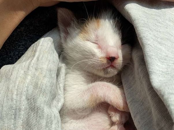 Become a farishta to our purry companions