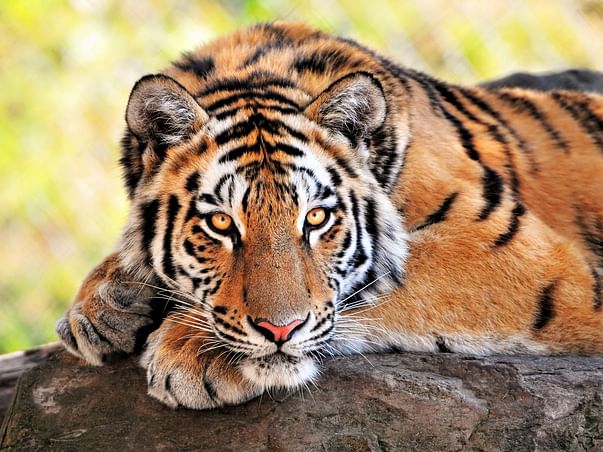Janani's Birthday Fundraiser for the Wildlife Trust of India
