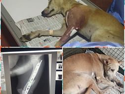 Please help Lucky to walk again
