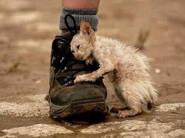 HELP THE STRAYS, BE KIND TO ALL KIND