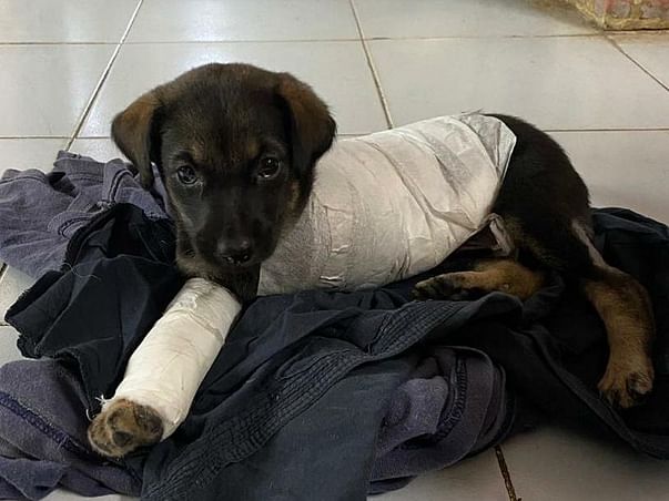 Help Idly get back on his legs!