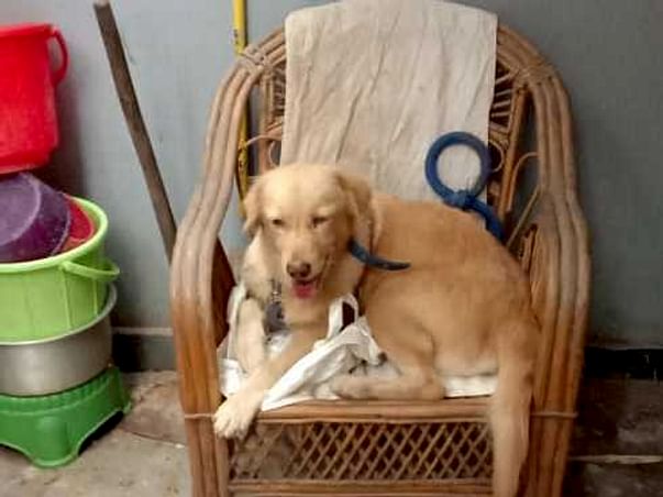 Help Me With The Treatment Of Abondan Pet
