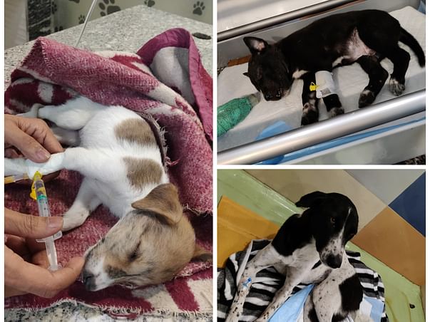 Help For The Treatment Of The Stray Dogs And Other Animals.
