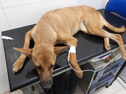 Help to save weak and dehydrated dog, Brownie's life