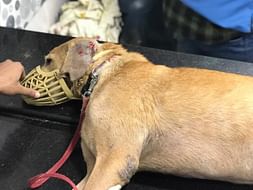 Save Moti From Ear Canal Infection!