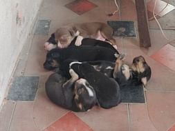 Help The Puppies To Survive This Winter