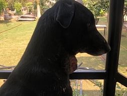 Please Help Sheru Recover