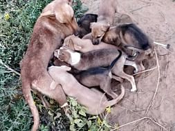 Urgent Help for Animals Needed