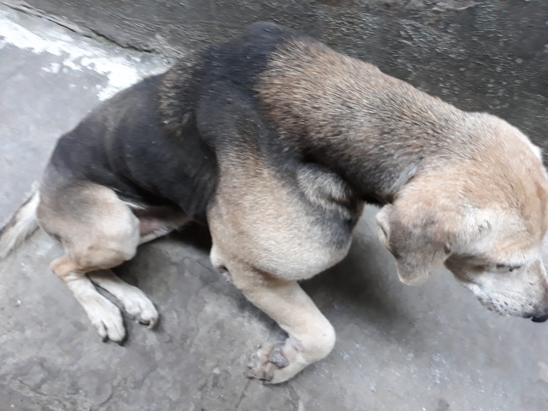 Old Dog Kali Suffering From Bone Cancer Requires Life ...