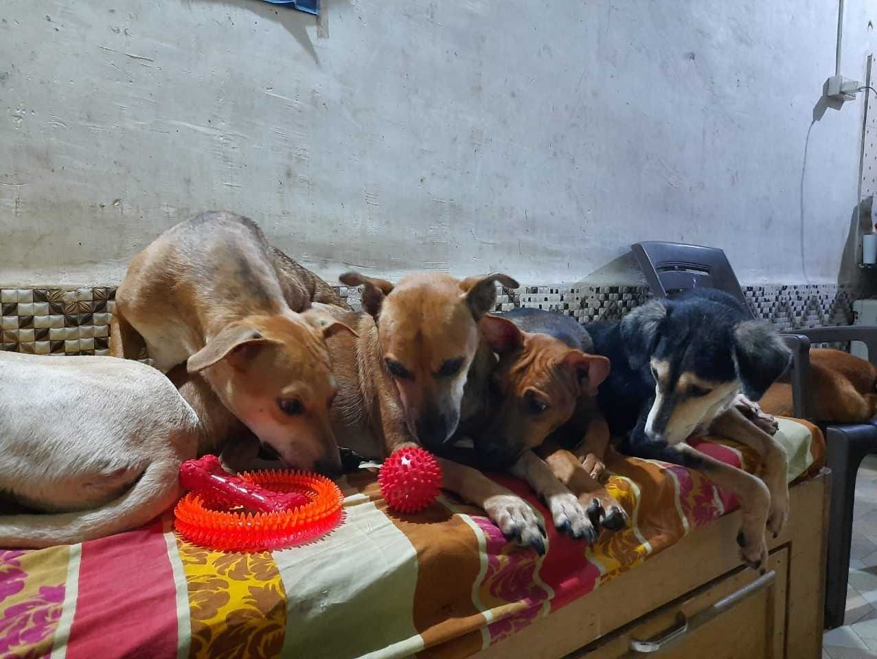 Support Us To Rescue And Feed Stray Animals Milaap