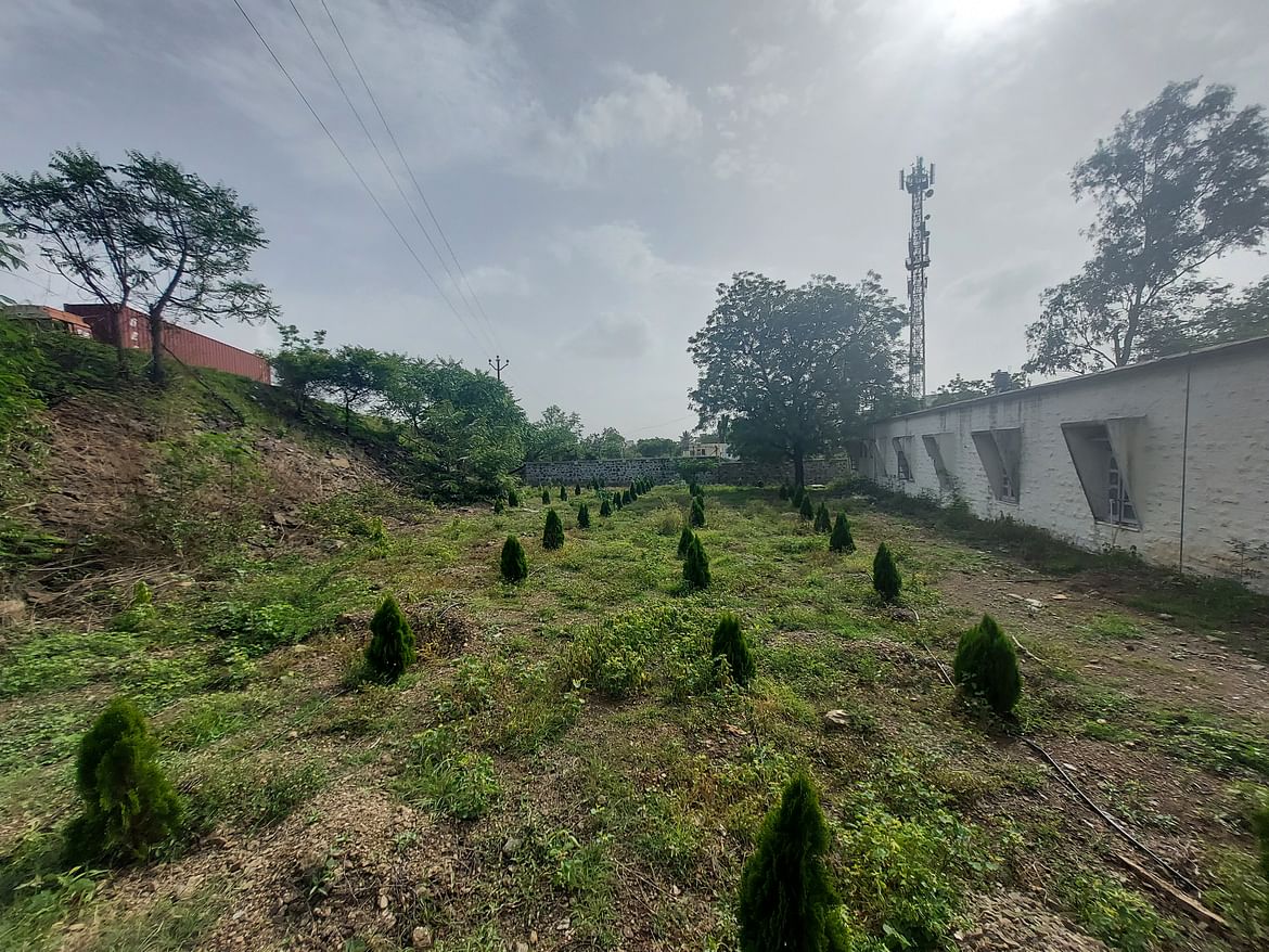 Tree Plantation 1