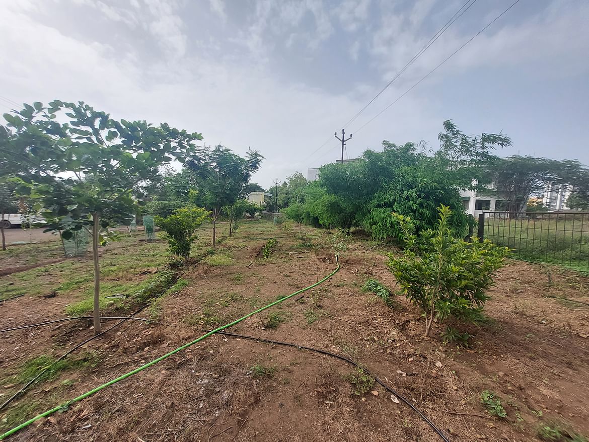 Tree Plantation 2