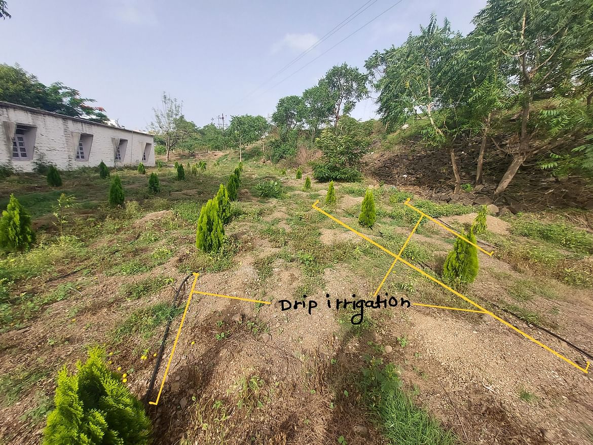 Drip irrigation for planted trees