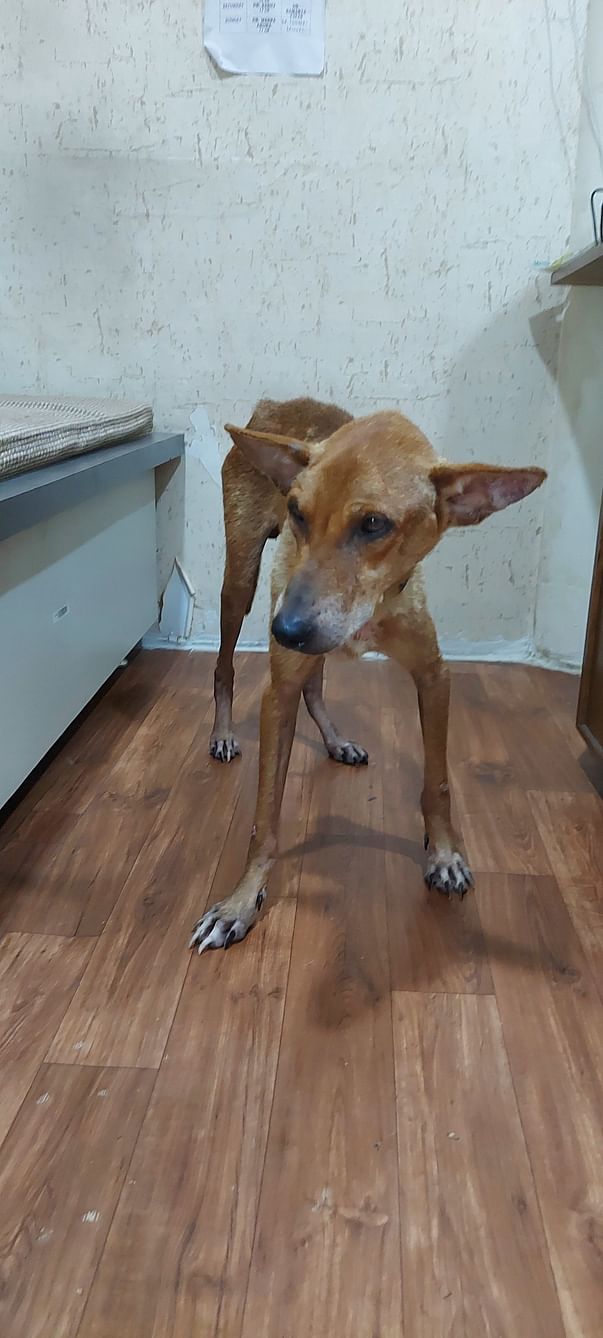 Saheb standing up for the first time post transfusion