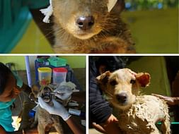 I am fundraising to animal Rescue(love them like you love your family)
