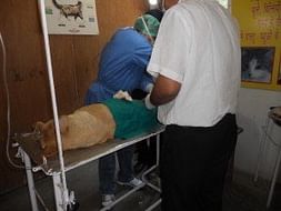Sterilisation and vaccination of stray dogs in Kumaon, Uttarakhand