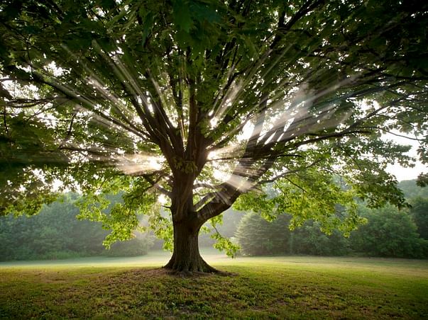 Fundraising to make a green mapping and planting trees