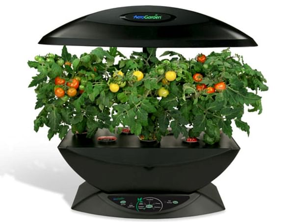 I am pledging my birthday to indoor Tomato growing