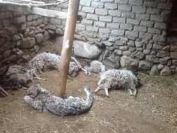 I am fundraising to SPEAK FOR THE ONES WITHOUT VOICE - Conservation of Wildlife in Kargil, Ladakh.