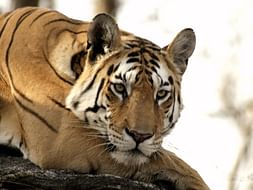 Save India's Wildlife!