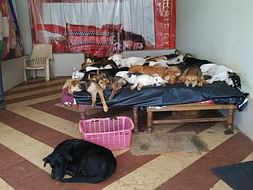 Supporting the welfare of 47 rescued dogs