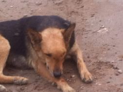 Save Millie