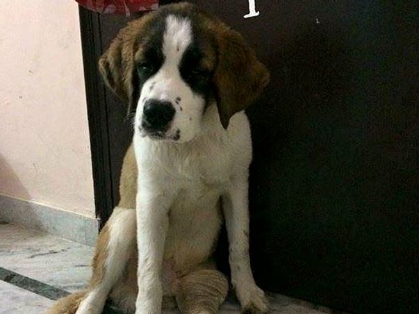 Save an injured St. Bernard with multiple injuries