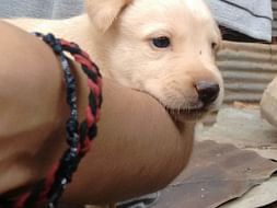 Help Me Save The Puppies