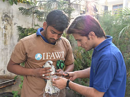 Thousands of Birds Die From Kite Flying. Save the Birds This Sankranti