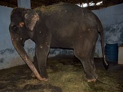 Help Rescued Elephant Lakshmi Reach Her Forever Home