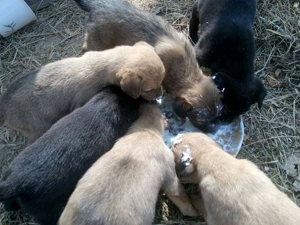 Stray & abandoned dog rescue in Dwarka & Gurgaon