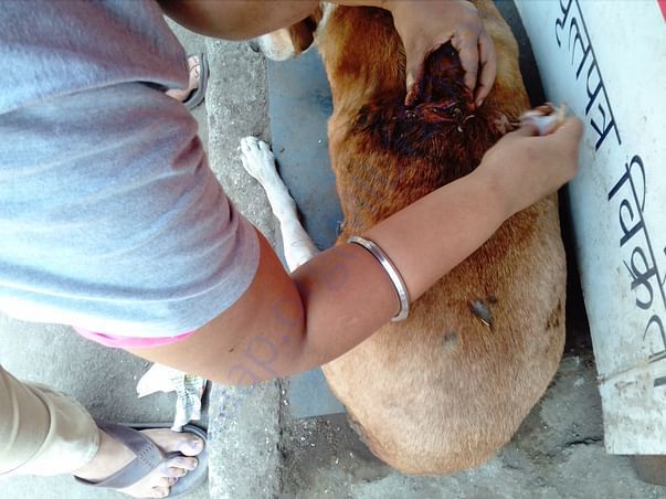 Healing of Rani a senior stray
