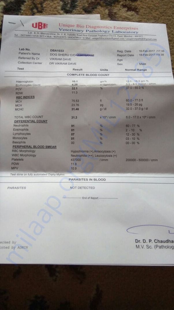Blood report